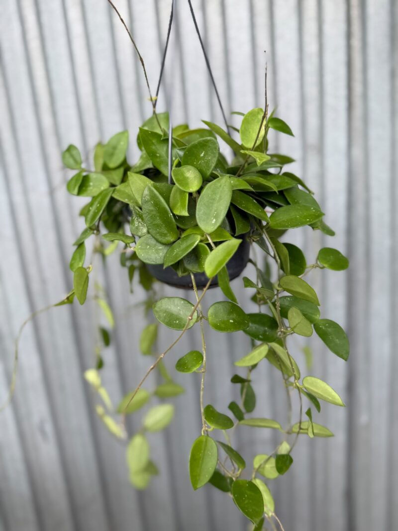 Hoya Chouke