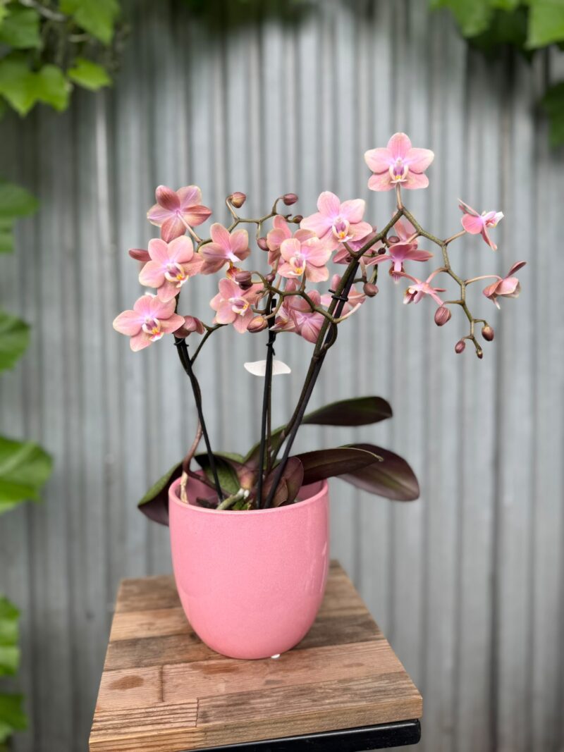 Phalaenopsis Odorion | Storczyk pachnący