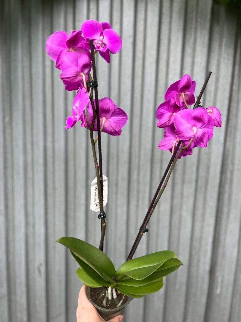 Phalaenopsis pod naszą nazwą “Fuksja” | Storczyk bez pączków