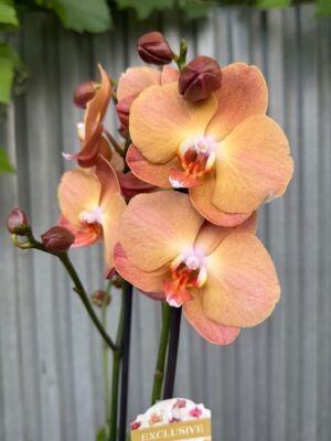 Phalaenopsis Orange Heart | Storczyk