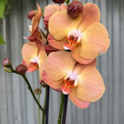 Phalaenopsis Orange Heart | Storczyk