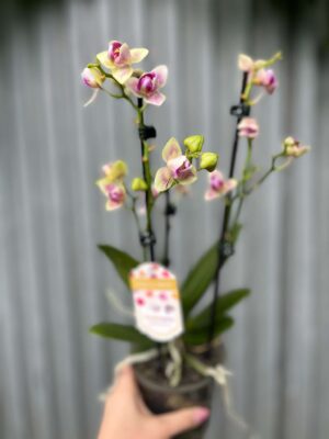 Phalaenopsis nn mutacja perolic | Storczyk przekwitający