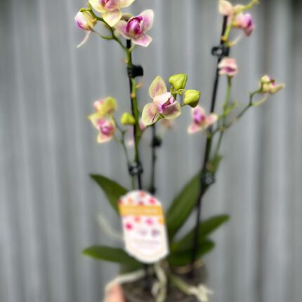 Phalaenopsis nn mutacja perolic | Storczyk przekwitający