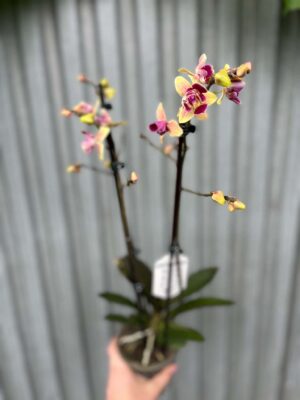 Phalaenopsis Sogo Yellowtris „Lycastopsis” (Prawdopodobnie) | Storczyk przekwitający