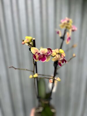 Phalaenopsis Sogo Yellowtris „Lycastopsis” (Prawdopodobnie) | Storczyk przekwitający