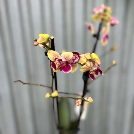 Phalaenopsis Sogo Yellowtris „Lycastopsis” (Prawdopodobnie) | Storczyk przekwitający