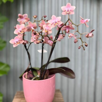 Phalaenopsis Odorion | Storczyk pachnący