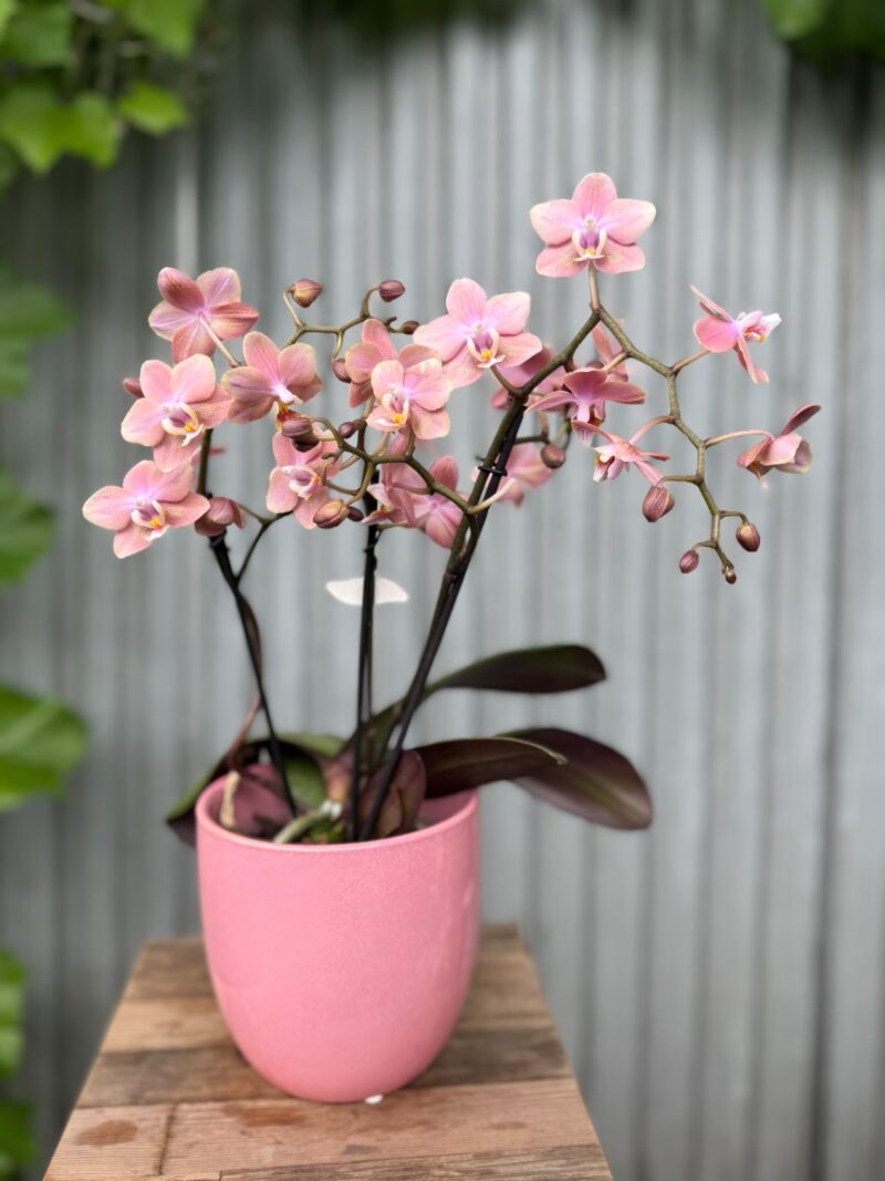 Phalaenopsis Odorion | Storczyk pachnący