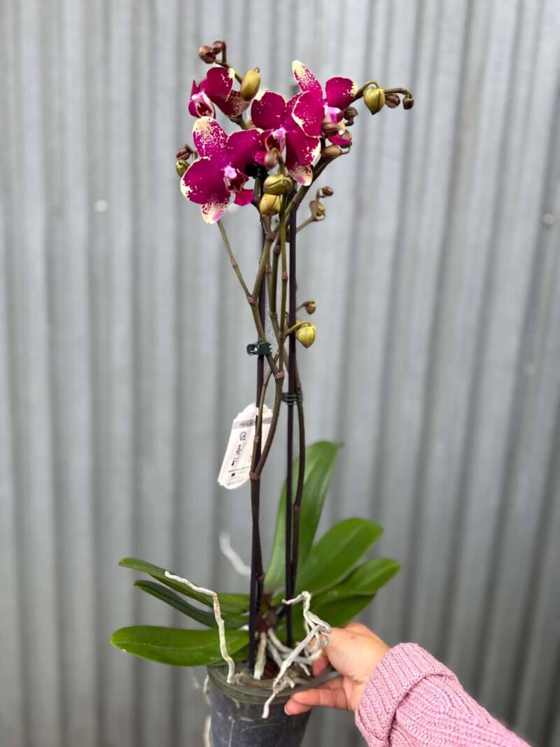 Phalaenopsis Anthura Rombley | Storczyk przekwitający