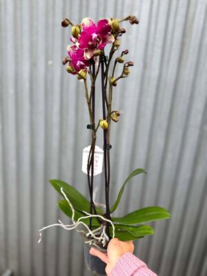 Phalaenopsis Anthura Rombley | Storczyk przekwitający
