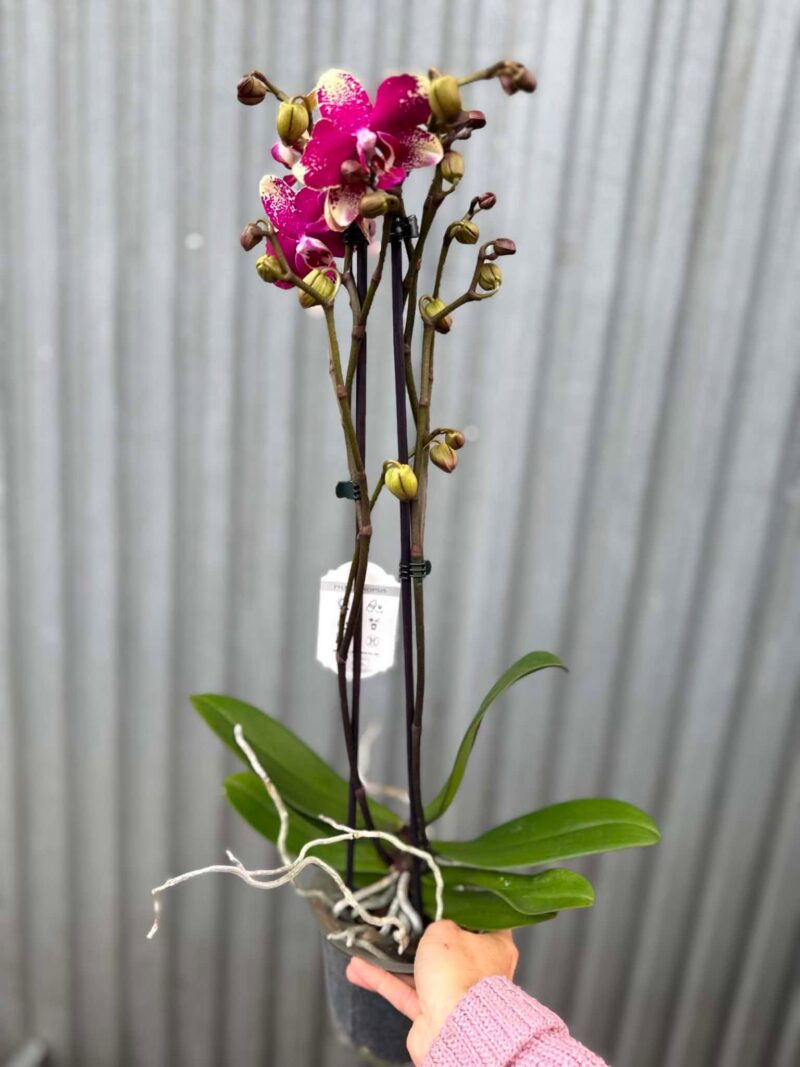 Phalaenopsis Anthura Rombley | Storczyk przekwitający