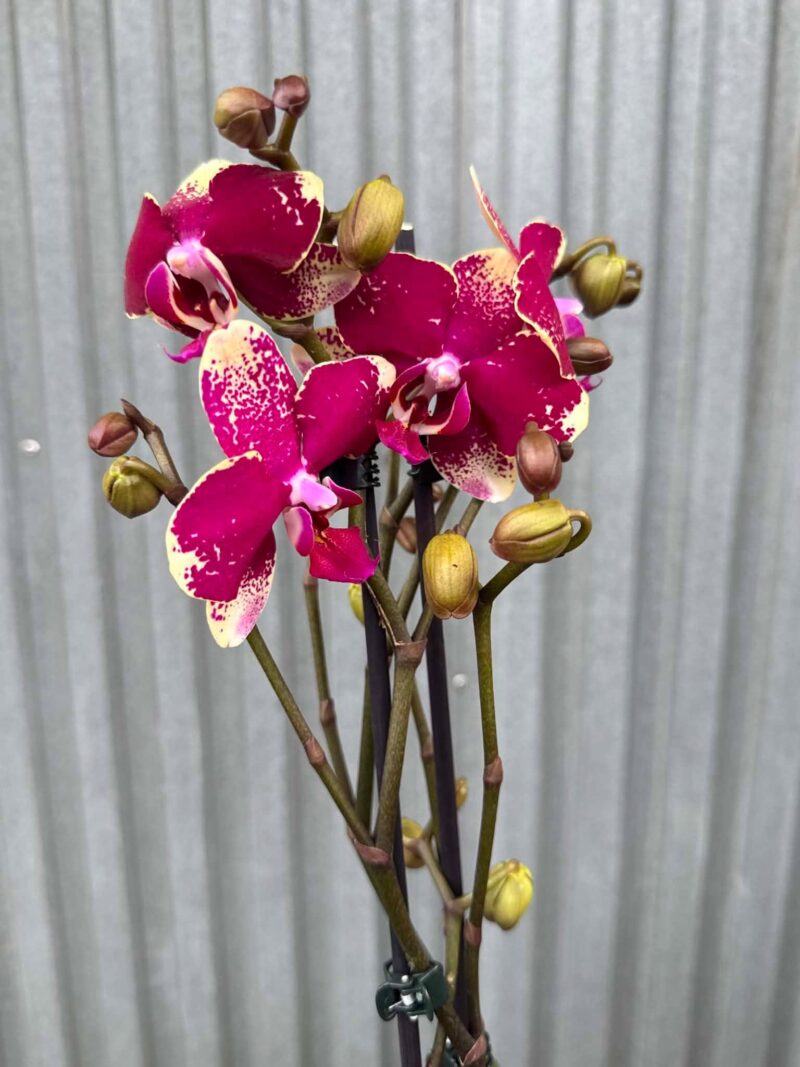 Phalaenopsis Anthura Rombley | Storczyk przekwitający