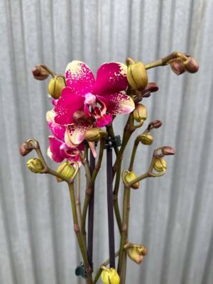 Phalaenopsis Anthura Rombley | Storczyk przekwitający