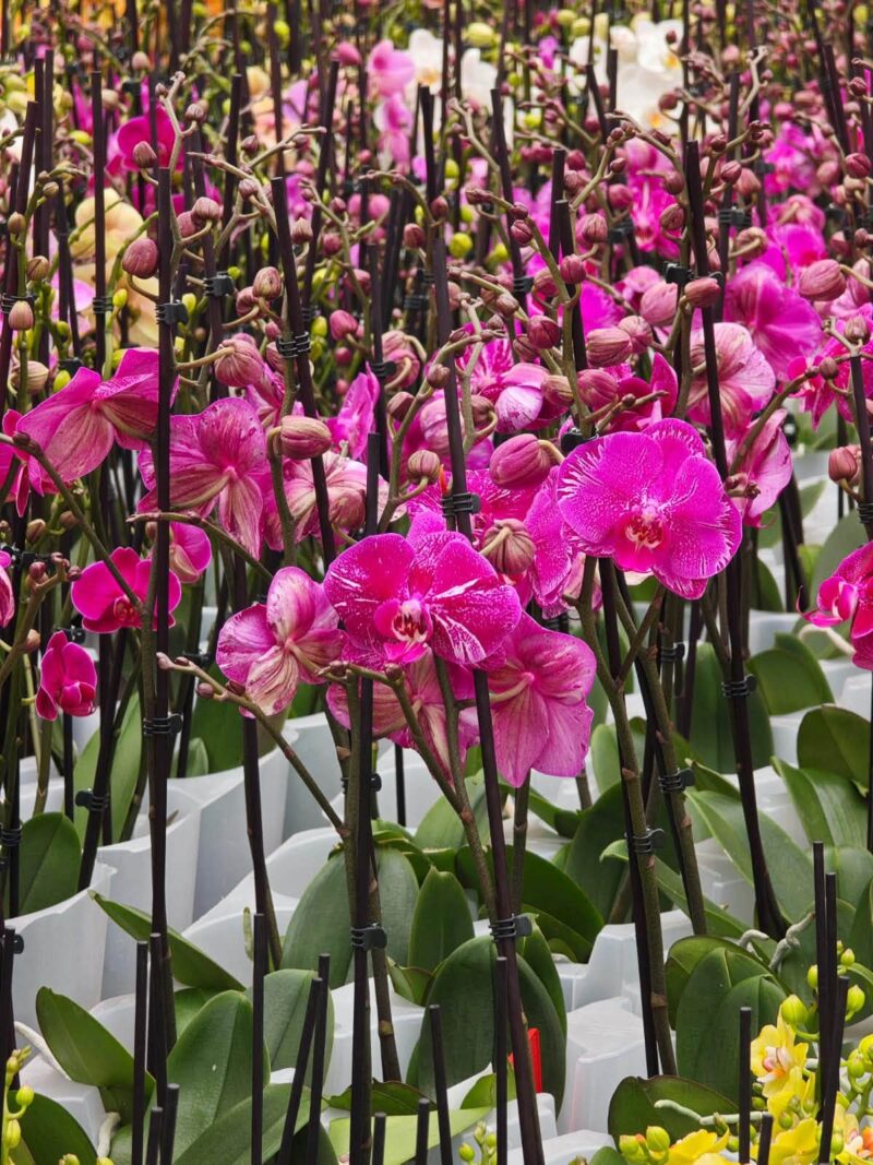 Phalaenopsis Limited Purple Rose | Storczyk