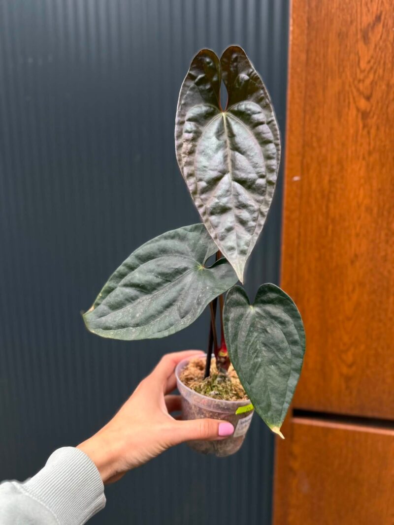 Anthurium Luxury Jungle x Papillilaminum Invers crossing