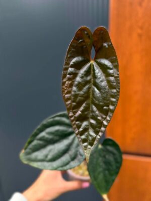 Anthurium Luxury Jungle x Papillilaminum Invers crossing