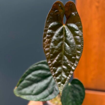Anthurium Luxury Jungle x Papillilaminum Invers crossing
