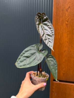 Anthurium Luxury Jungle x Papillilaminum Invers crossing