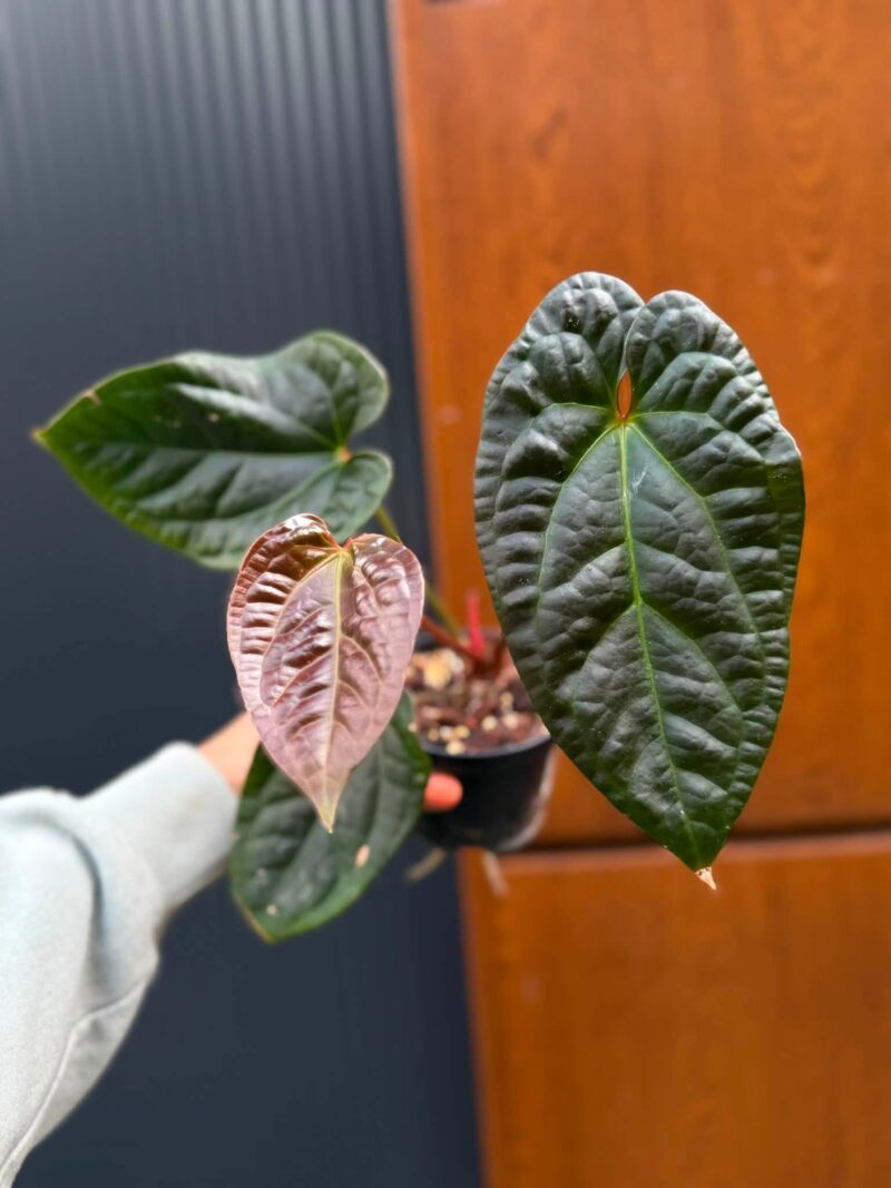 Anthurium Luxurians x Superbum