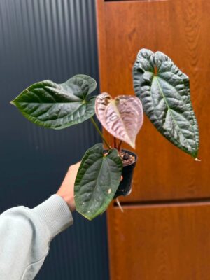 Anthurium Luxurians x Superbum