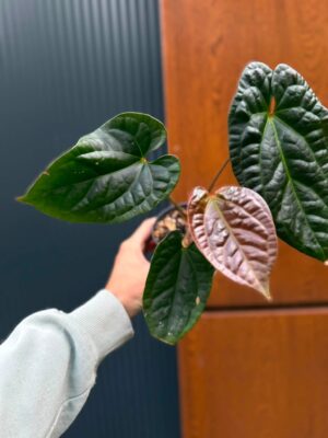 Anthurium Luxurians x Superbum