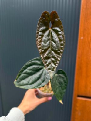 Anthurium Luxury Jungle x Papillilaminum Invers crossing