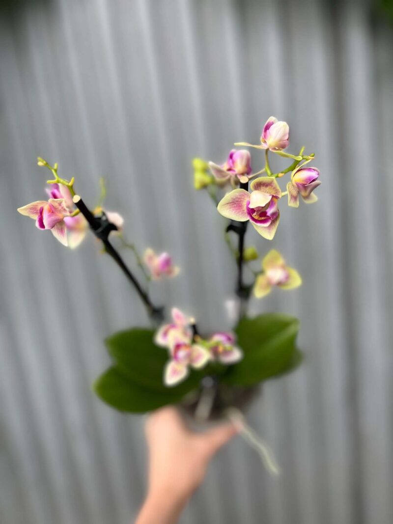 Phalaenopsis nn mutacja perolic | Storczyk przekwitający