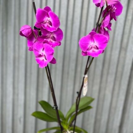 Phalaenopsis pod naszą nazwą “Fuksja” | Storczyk bez pączków