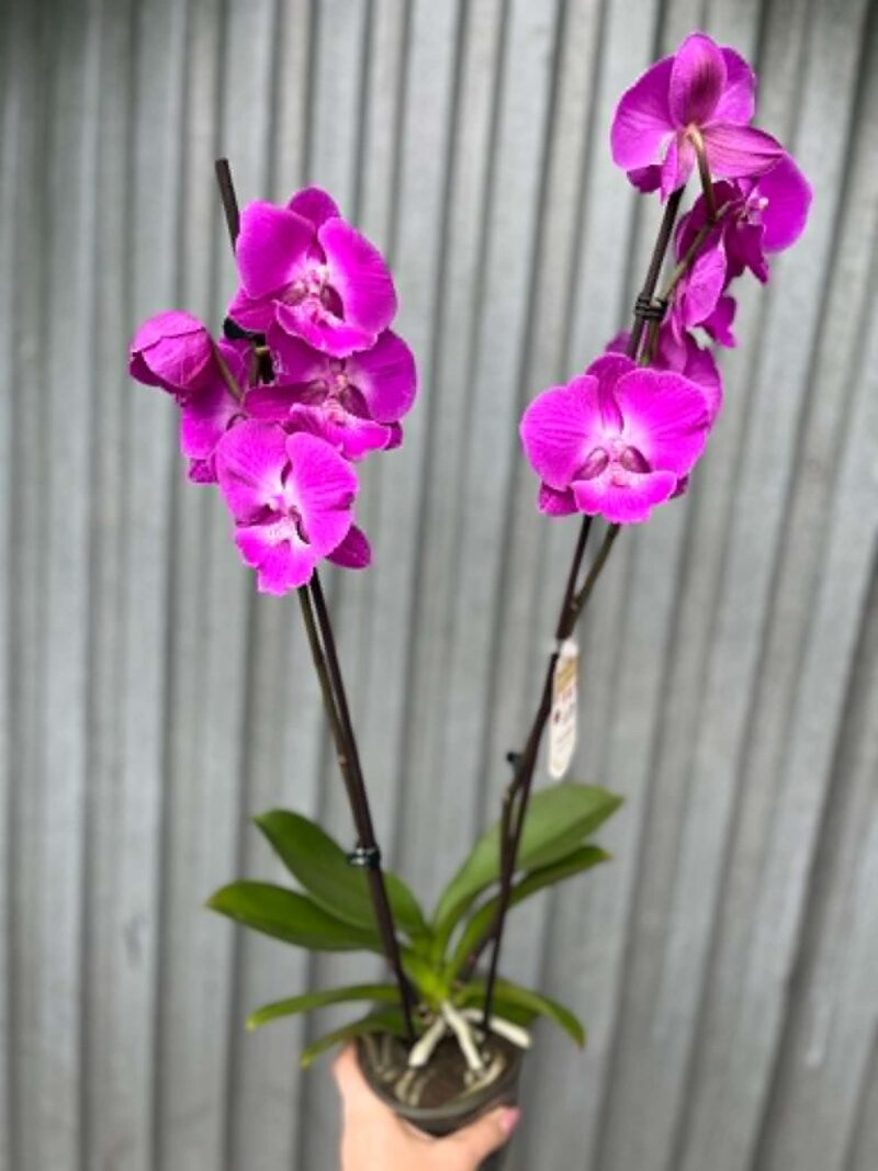 Phalaenopsis pod naszą nazwą “Fuksja” | Storczyk bez pączków