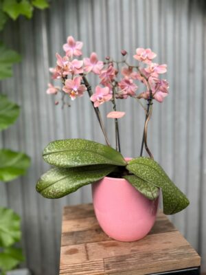 Phalaenopsis Odorion | Storczyk pachnący