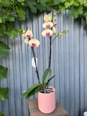 Phalaenopsis Golden Splash