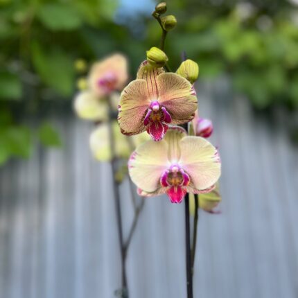 Phalaenopsis Golden Splash