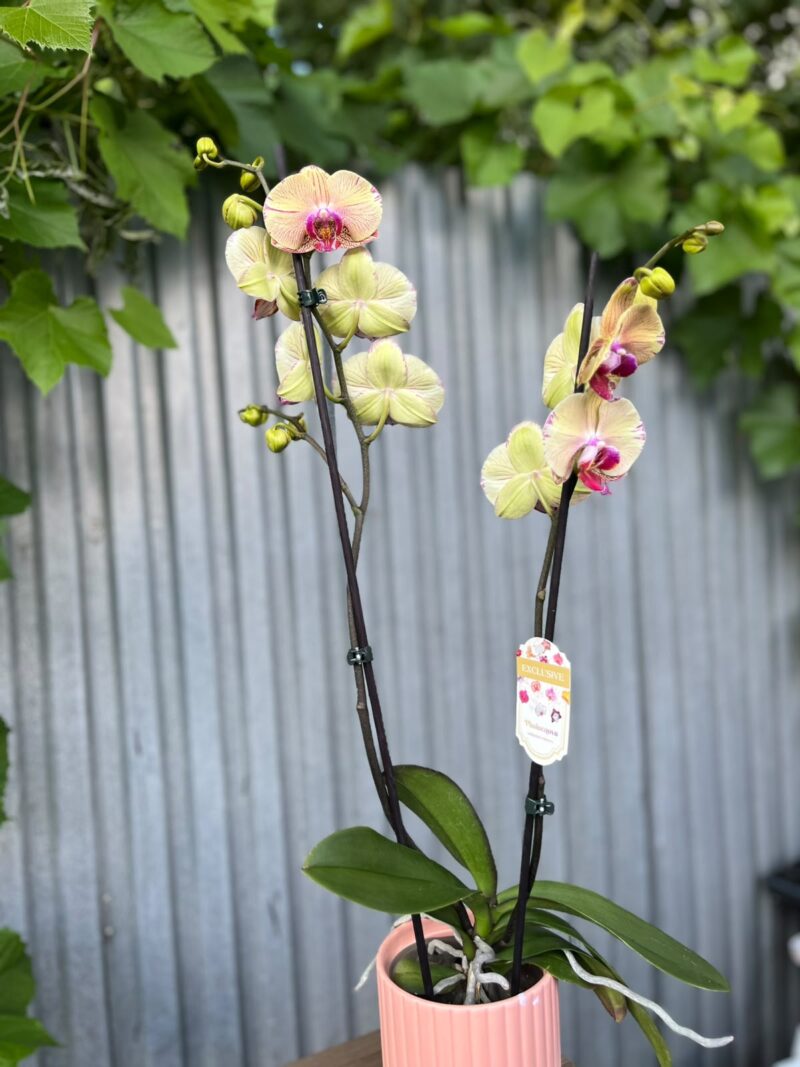 Phalaenopsis Golden Splash