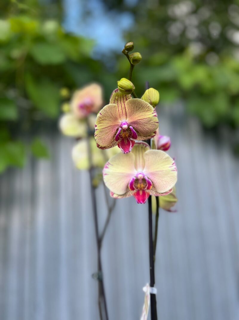 Phalaenopsis Golden Splash Phalaenopsis Golden Splash