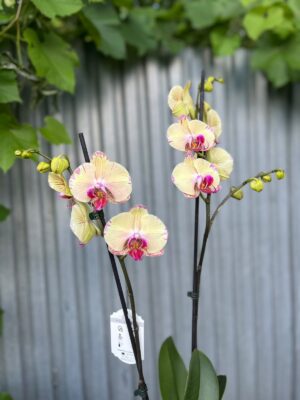 Phalaenopsis Golden Splash