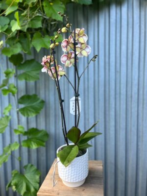 Phalaenopsis JC Maidanglu | Storczyk