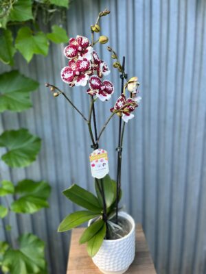 Phalaenopsis JC Maidanglu | Storczyk