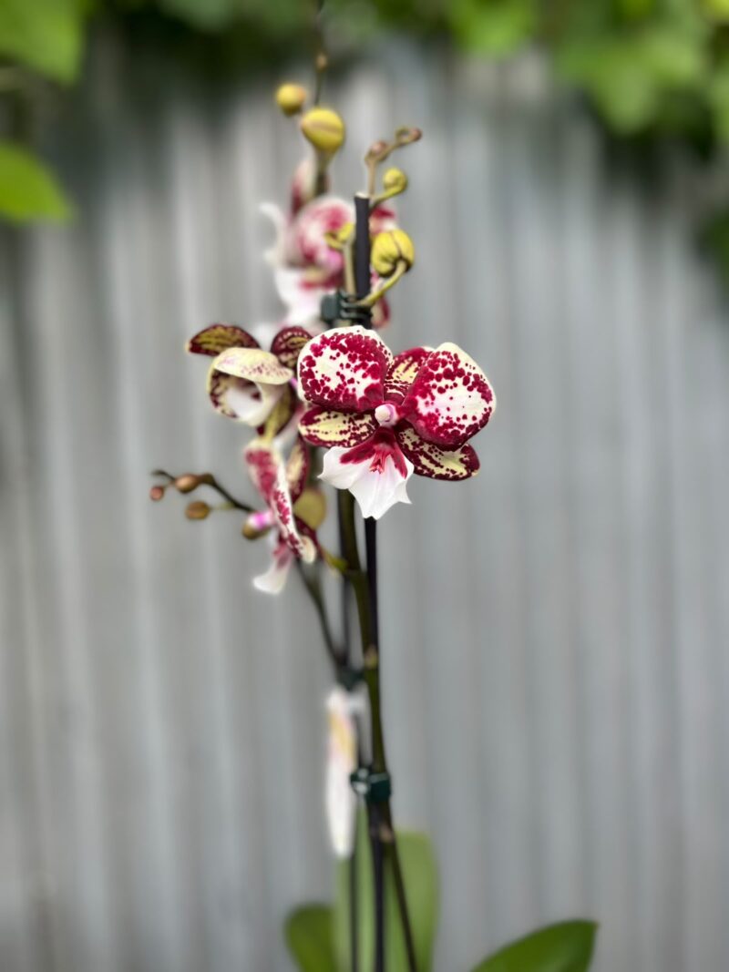 Phalaenopsis JC Maidanglu | Storczyk