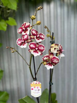 Phalaenopsis JC Maidanglu | Storczyk