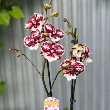 Phalaenopsis JC Maidanglu | Storczyk
