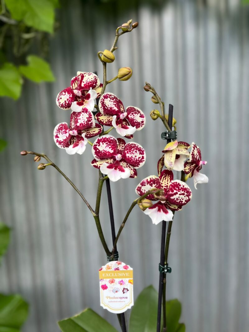 Phalaenopsis JC Maidanglu | Storczyk Phalaenopsis JC Maidanglu | Storczyk