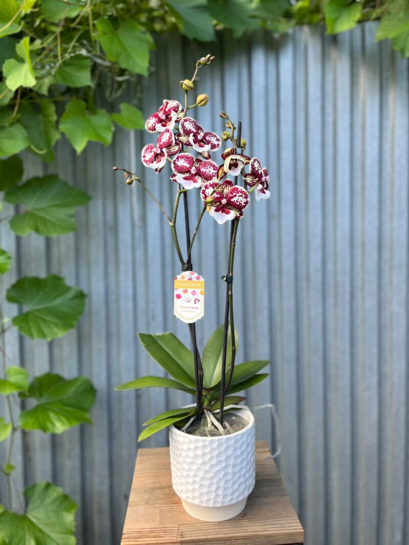 Phalaenopsis JC Maidanglu | Storczyk