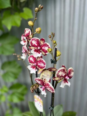 Phalaenopsis JC Maidanglu | Storczyk