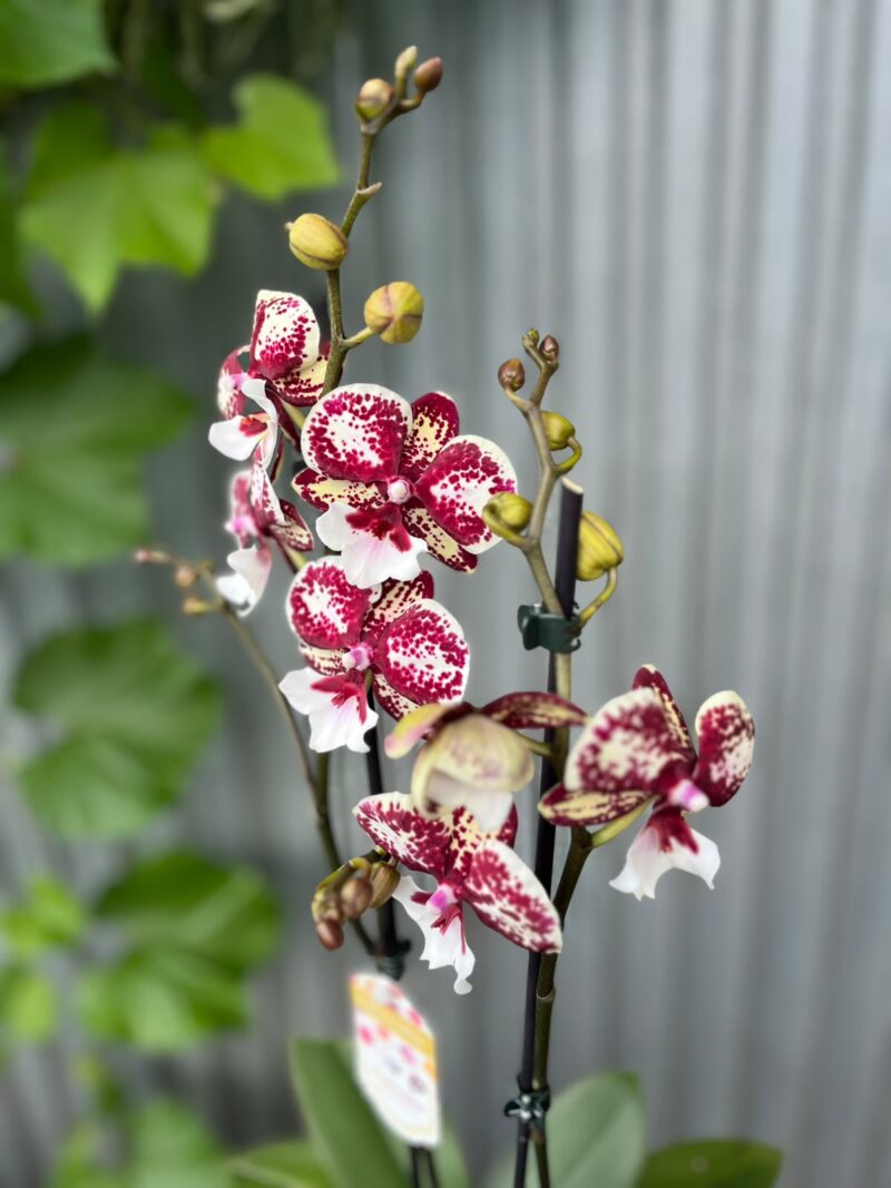 Phalaenopsis JC Maidanglu | Storczyk