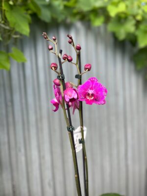 Phalaenopsis Limited Purple Rose | Storczyk