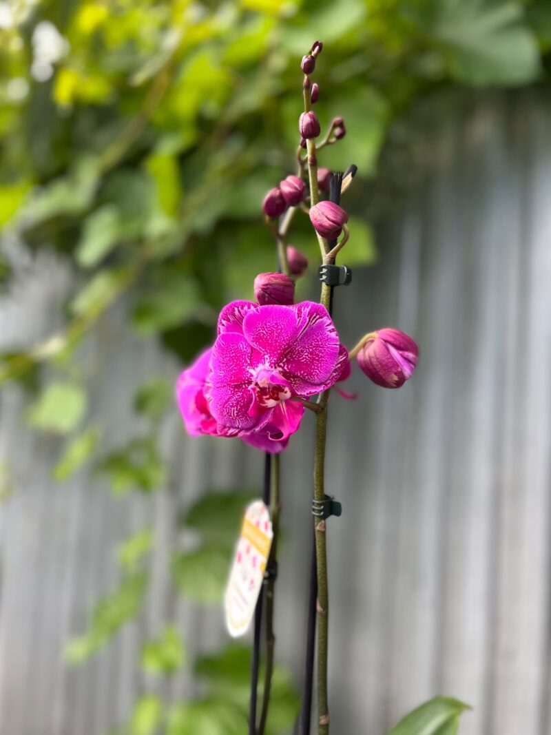 Phalaenopsis Limited Purple Rose | Storczyk
