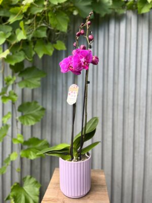 Phalaenopsis Limited Purple Rose | Storczyk