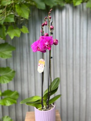 Phalaenopsis Limited Purple Rose | Storczyk
