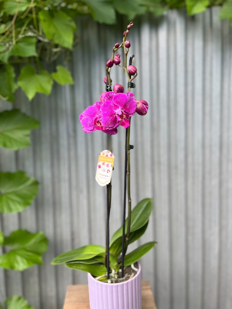 Phalaenopsis Limited Purple Rose | Storczyk