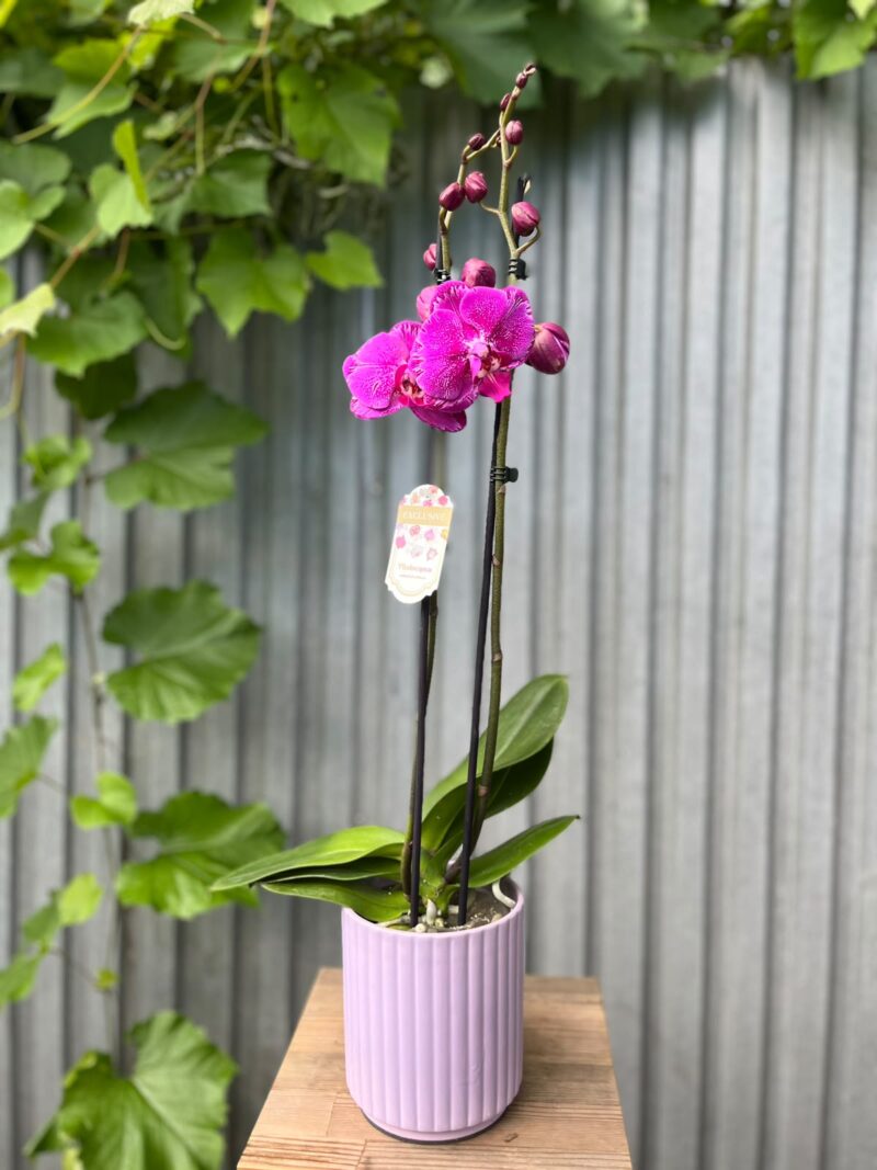 Phalaenopsis Limited Purple Rose | Storczyk